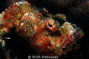 Devil Scorpion in bad mood by Erich Reboucas 